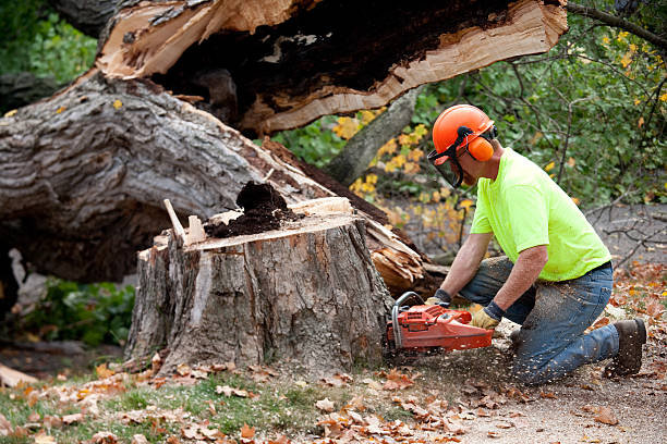  West Columbia, TX Tree Service Pros